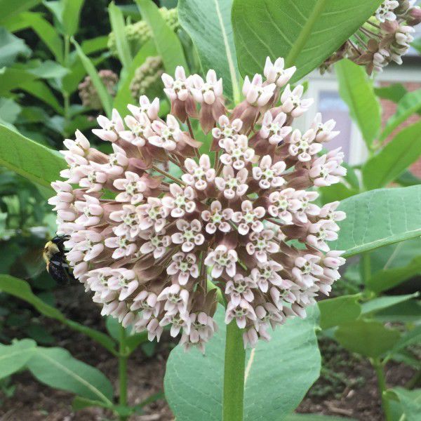 Milkweed
